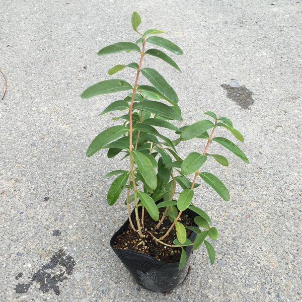 ヒペリカム　カリシナム　苗