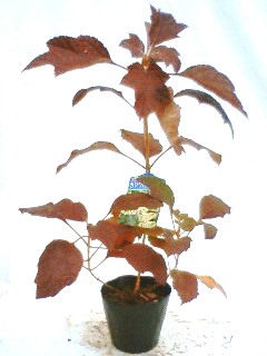 柏葉あじさい　カシワバアジサイ　苗　紅葉