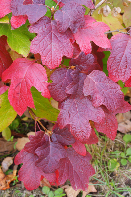 柏葉あじさい　カシワバアジサイ　苗　紅葉