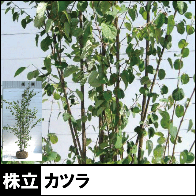 カツラ 桂 株立ち 業者仕入向け カツラ 桂 株立ち 業者仕入向け