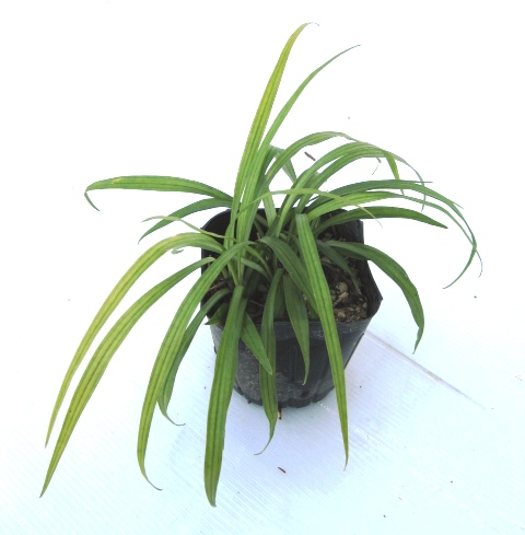 キチジョウソウ　吉祥草