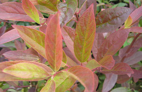 雑木　コバノズイナ　