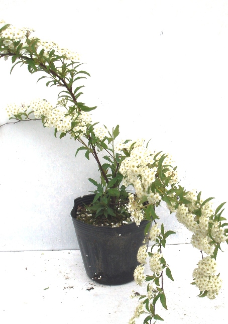 こでまり　コデマリ