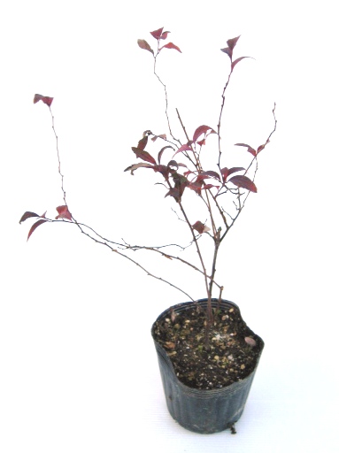 こでまり　コデマリ