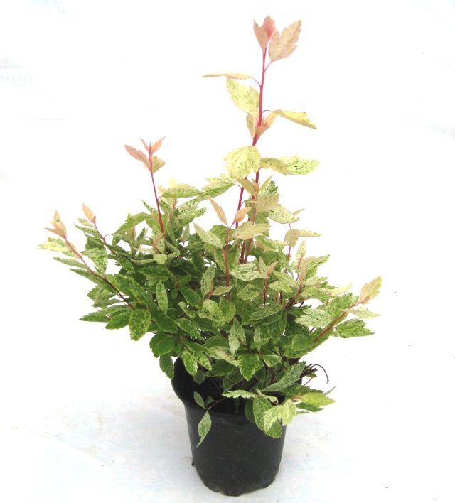 コデマリ　ピンクアイス　斑入り　植木組合　落葉低木