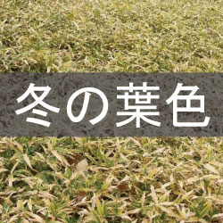 コグマザサ　コグマ笹　小熊笹