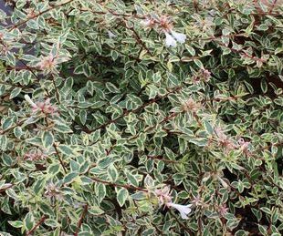 アベリア　コンフェッティー　コンフェッティ