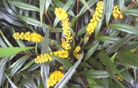 マホニアコンフーサ　マホニアコンフューサ　青流　清流　セイリュウ