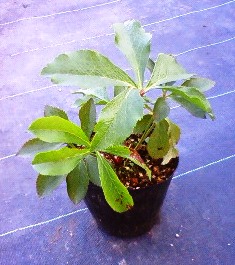 クリスマスローズ