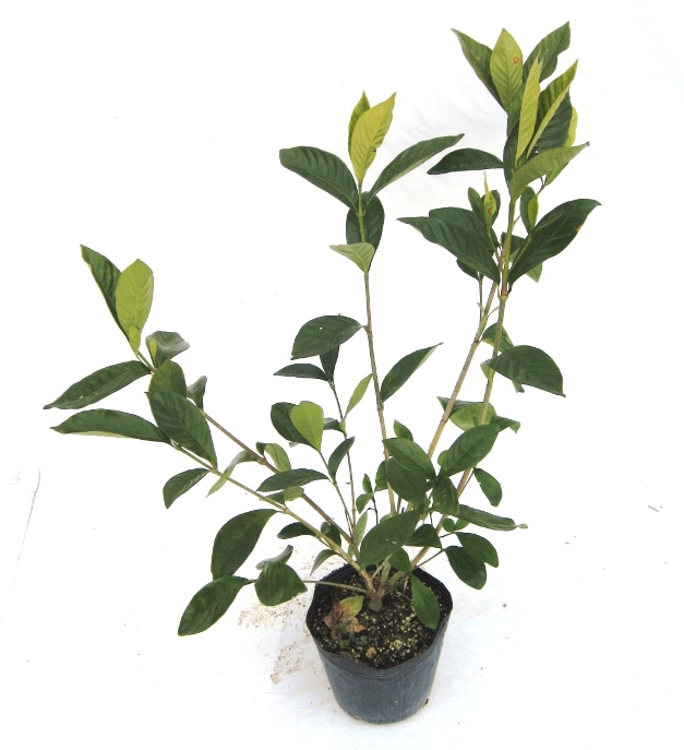 クチナシ 八重咲き ガーデニア （梔子）