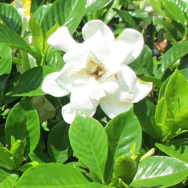 クチナシ 八重咲き ガーデニア （梔子）