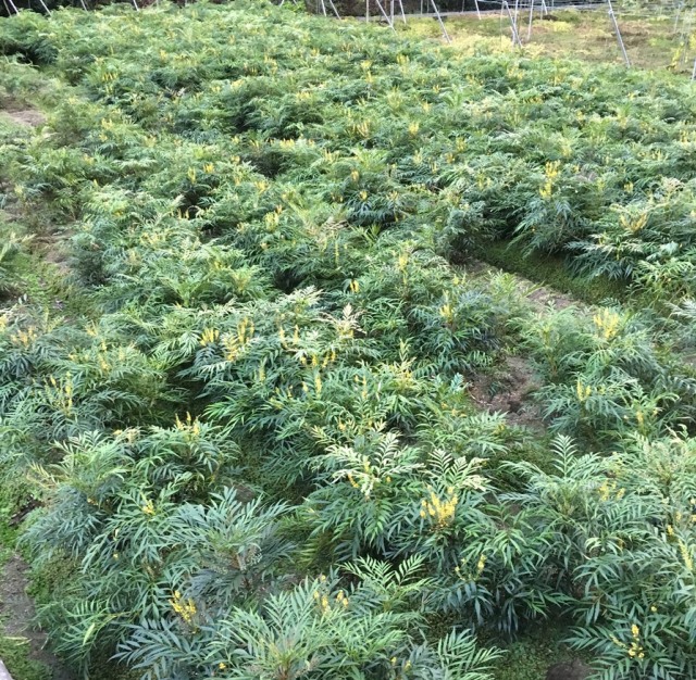 柊南天　ヒイラギナンテン　マホニアコンフーサ　マホニア　コンフューサ