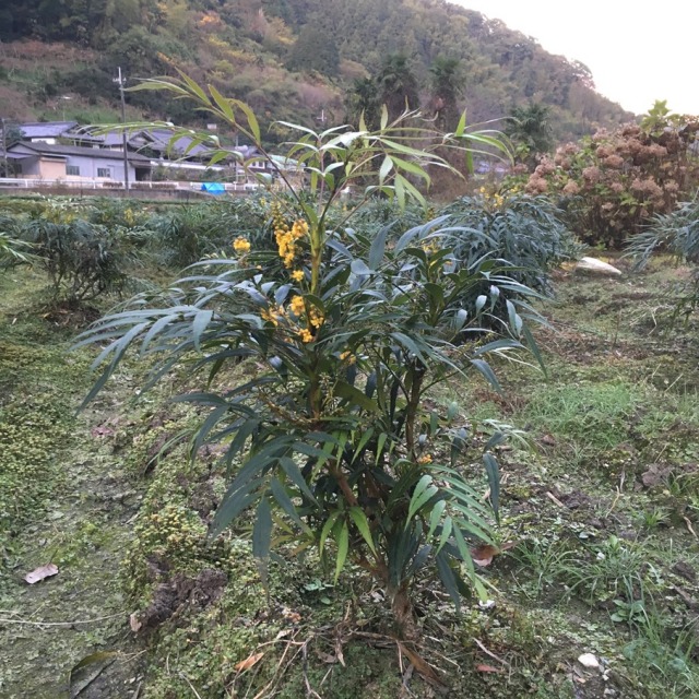 柊南天　ヒイラギナンテン　マホニアコンフーサ　マホニア　コンフューサ