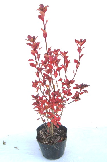 ミツバツツジ　みつばつつじ