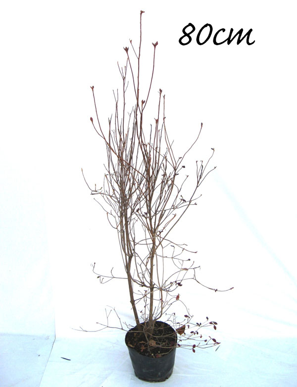 ミツバツツジ　みつばつつじ