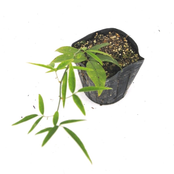 木香薔薇・木香茨 モッコウバラ　苗