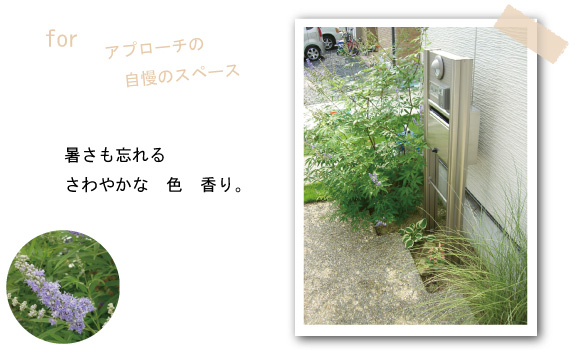 ニンジンボク　西洋　ニンジンボク