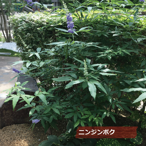 セイヨウニンジンボク　西洋人参木