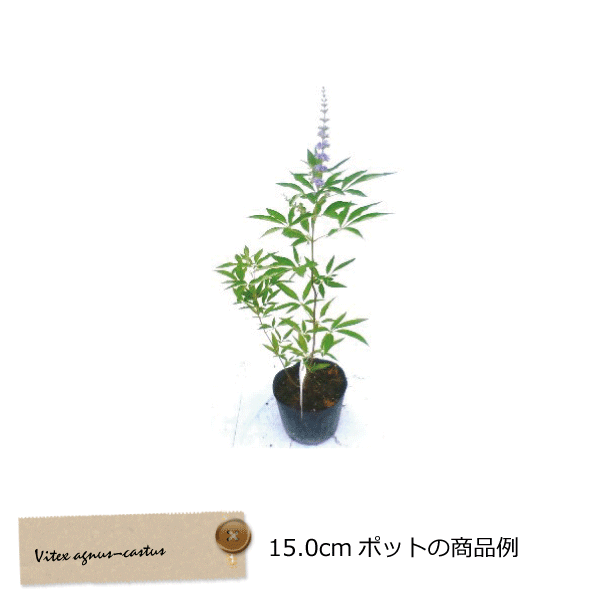 ニンジンボク　西洋　ニンジンボク