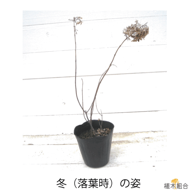 ノリウツギ　植木組合