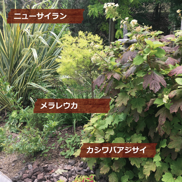 カシワバアジサ　メラレウカ　ニューサイラン