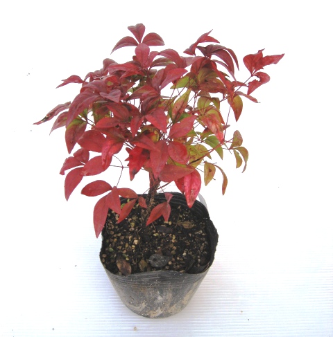 オタフクナンテン　ゴシキナンテン　お多福南天　五色南天