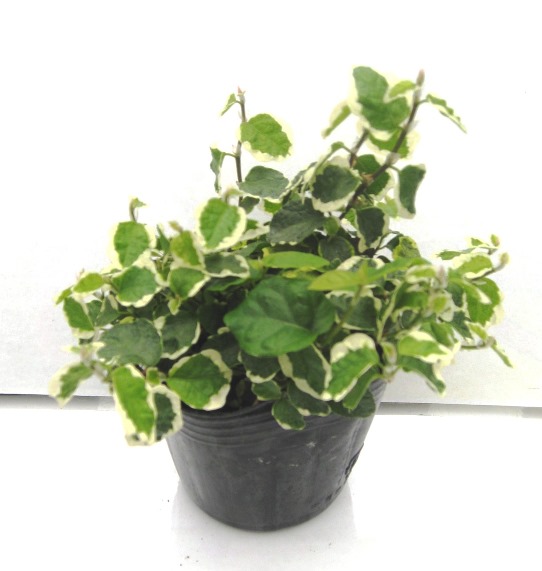 フィカス　プミラ　オオイタビ　斑入り　苗