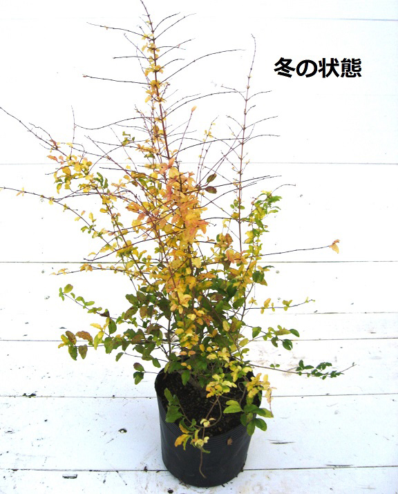 プリペット　レモンライムアンドクリッパーズ　（黄斑　レモンアンドライム）