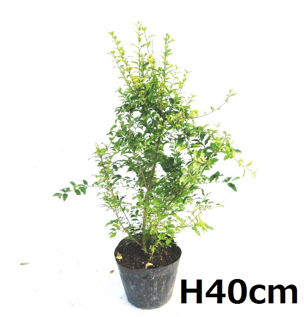 プリペット　レモンライムアンドクリッパーズ　　葉　黄斑　レモンアンドライム