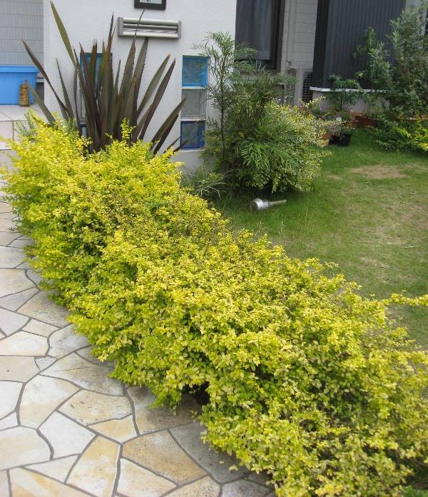 プリペット　レモンライムアンドクリッパーズ　　葉　黄斑　レモンアンドライム