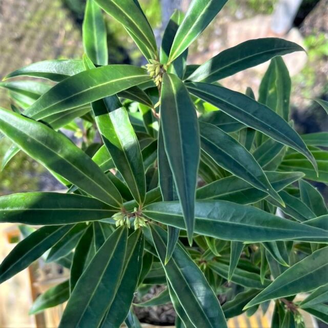 サルココッカ　パープルステム　植木組合