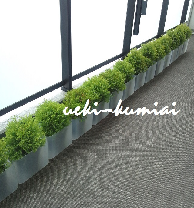 コニファー　ラインゴールド