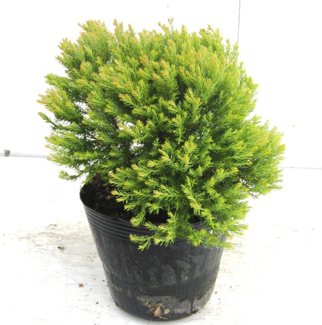 コニファー　ラインゴールド