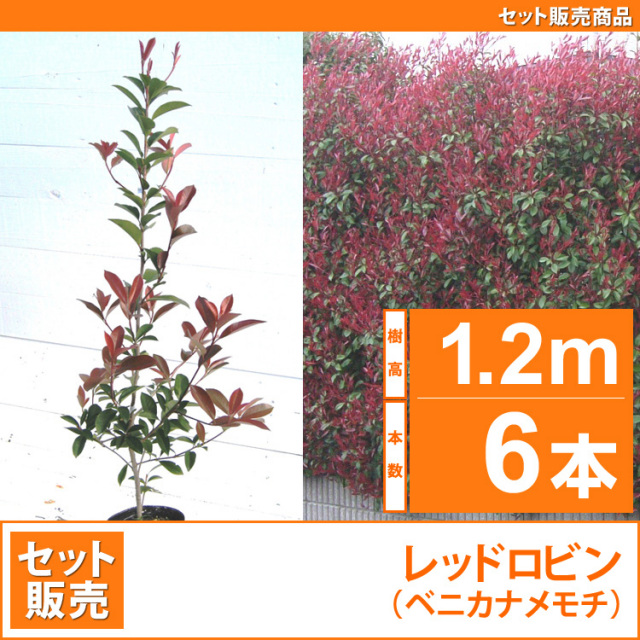 レッドロビン （西洋紅カナメ・アカメ） 高さ1.0m