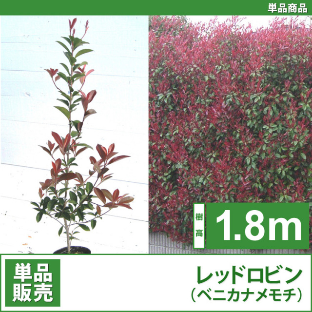 レッドロビン （西洋紅カナメ・アカメ） 高さ1.0m