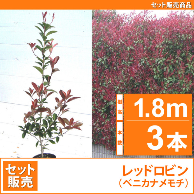 レッドロビン （西洋紅カナメ・アカメ） 高さ1.0m