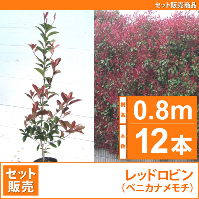 レッドロビン （西洋紅カナメ・アカメ） 高さ1.0m