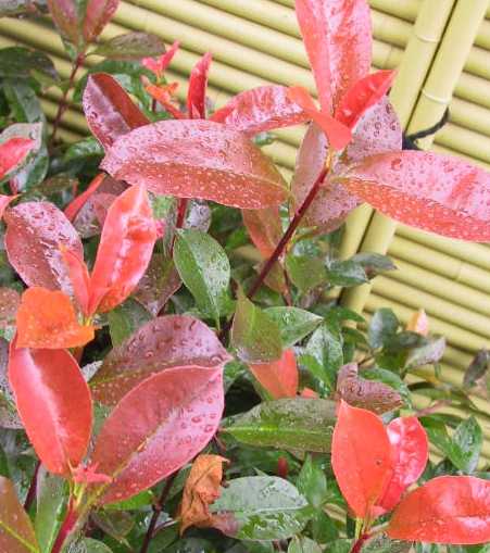 レッドロビン　西洋紅カナメモチ　西洋カナメ　赤芽　アカメ