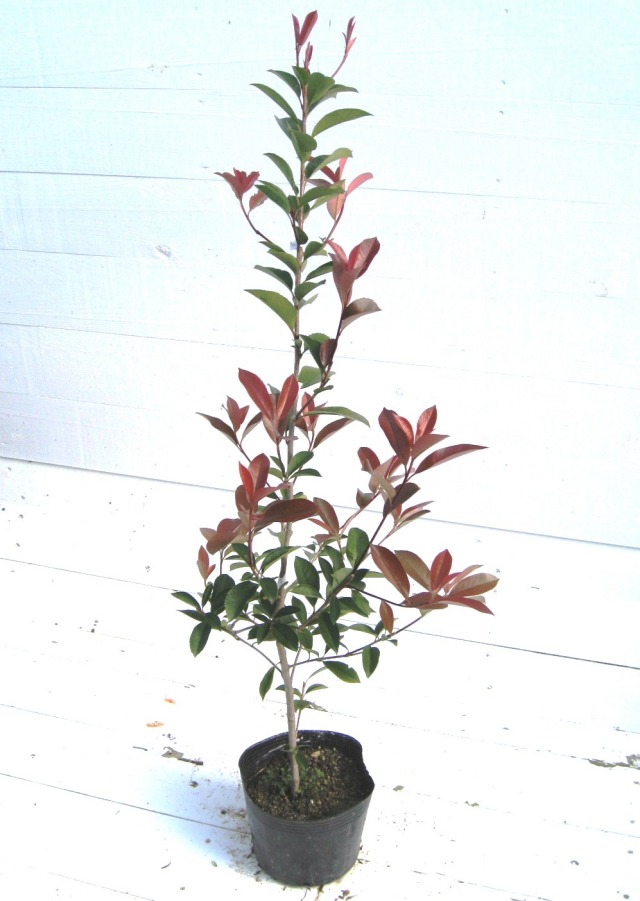 レッドロビン　西洋紅カナメモチ　西洋カナメ　赤芽　アカメ