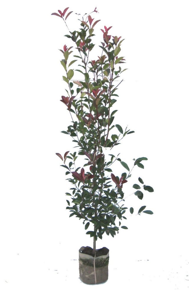 レッドロビン　30本 Amazon.co.jp: 苗/苗木 【50本セット】 レッドロビン 樹高0.5m前後