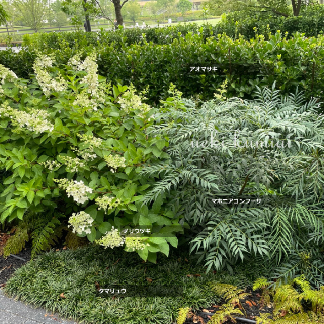 マホニアコンフーサ　ノリウツギ　タマリュウ　植栽例