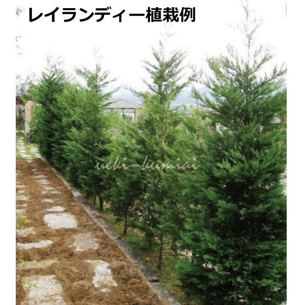 レイランディー　レイランドヒノキ　コニファー