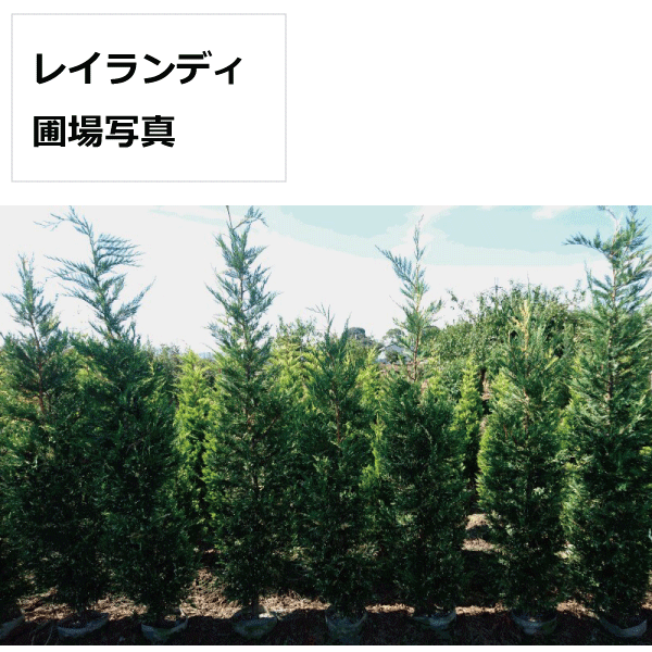 レイランディー　レイランドヒノキ　コニファー
