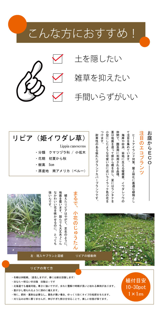 ripia リピア　リッピア　姫イワダレソウ　岩垂草