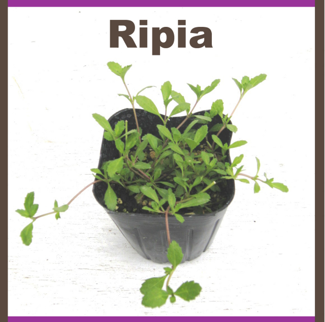 ripia リピア　リッピア　姫イワダレソウ　岩垂草