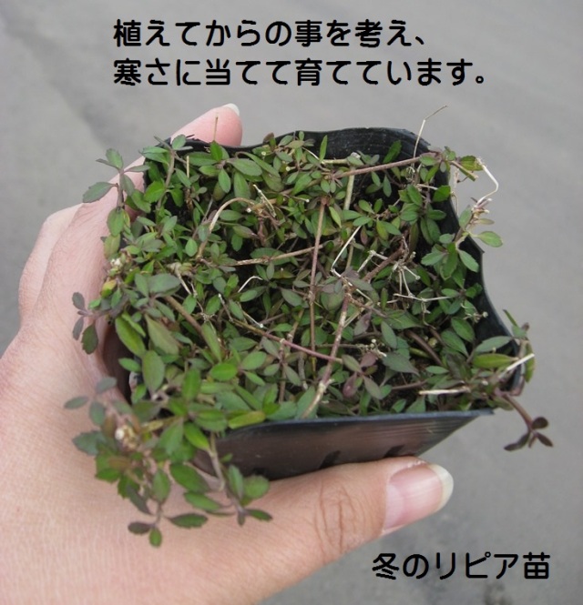 ripia リピア　リッピア　姫イワダレソウ　岩垂草