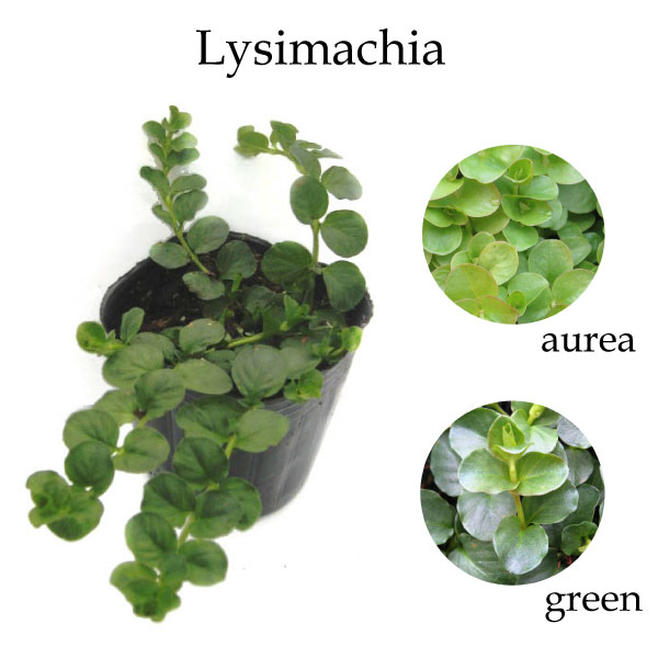 リシマキア　ヌンムラリア　苗