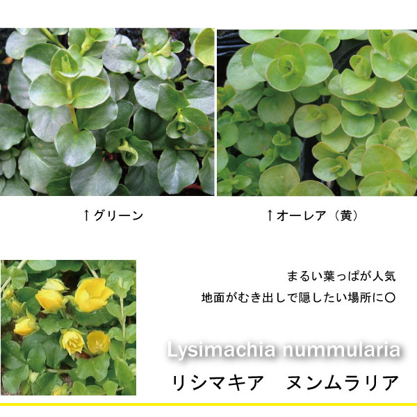リシマキア　ヌンムラリア　苗