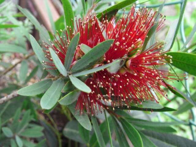 カリステモン　リトルジョン　ブラシノキ　ドライガーデン　常緑　低木　植木組合