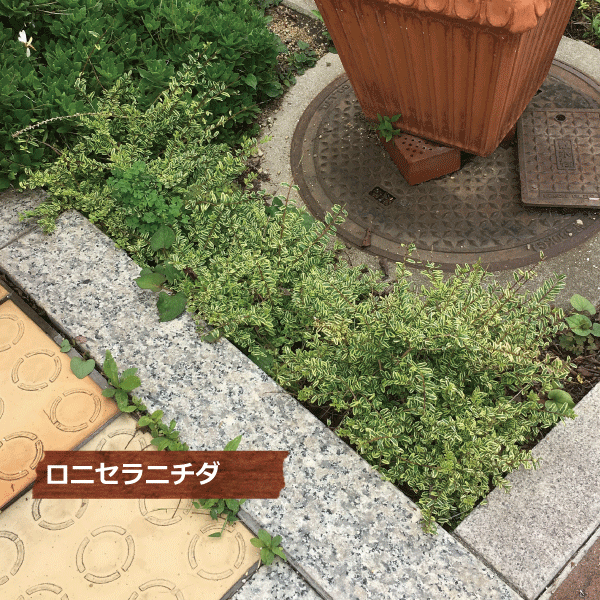 ロニセラニティダ　ロニセラニチダ　レモンビューティー